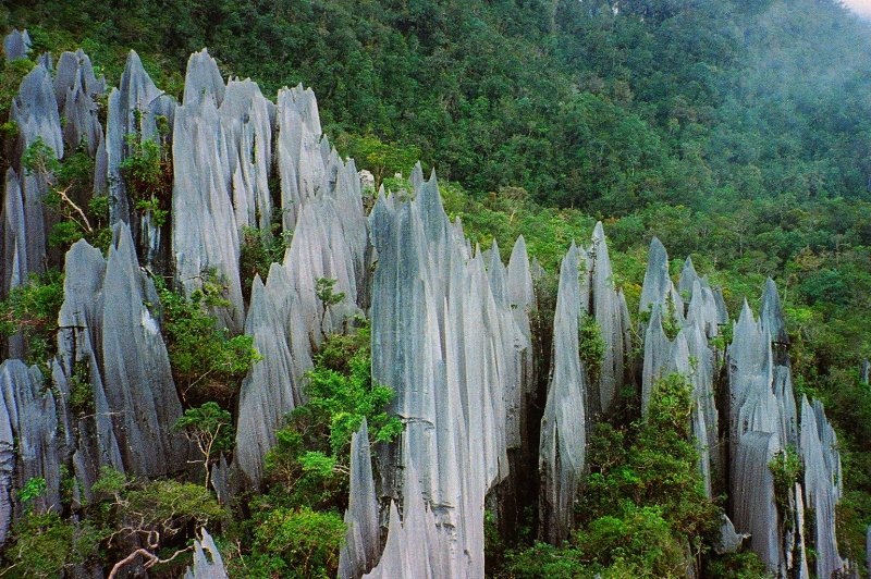 Pinnacles at Mulu, Gunung Mulu National Park, Borneo. (Foto: CC/Flickr.com | Paul White)
