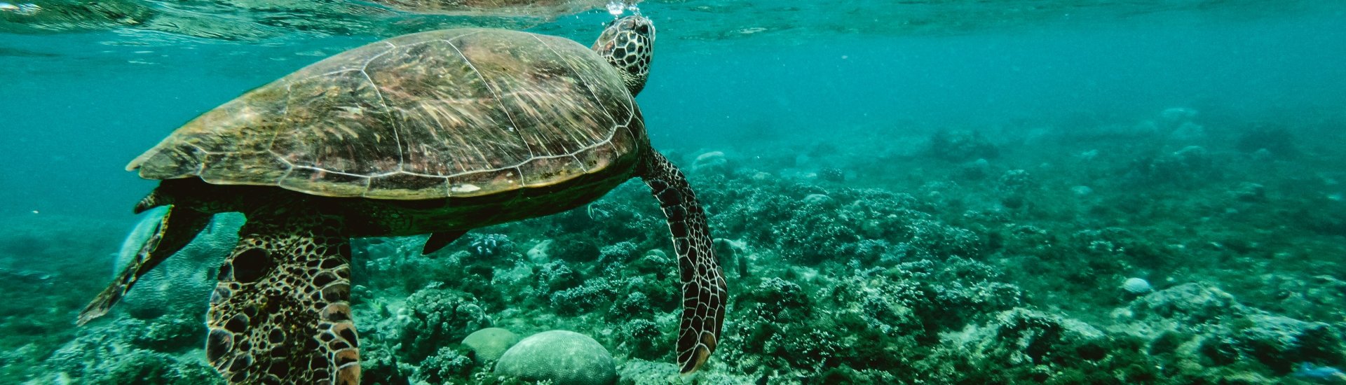 Een schildpad zwemt bij het Great Barrier Reef voor de kust van Australië.