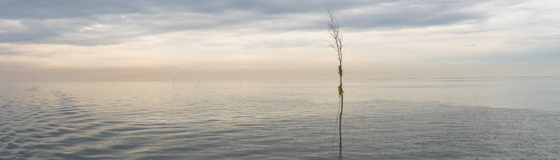 Een boom in de Waddenzee. (Foto: CC/Flickr.com Jan Ubels)