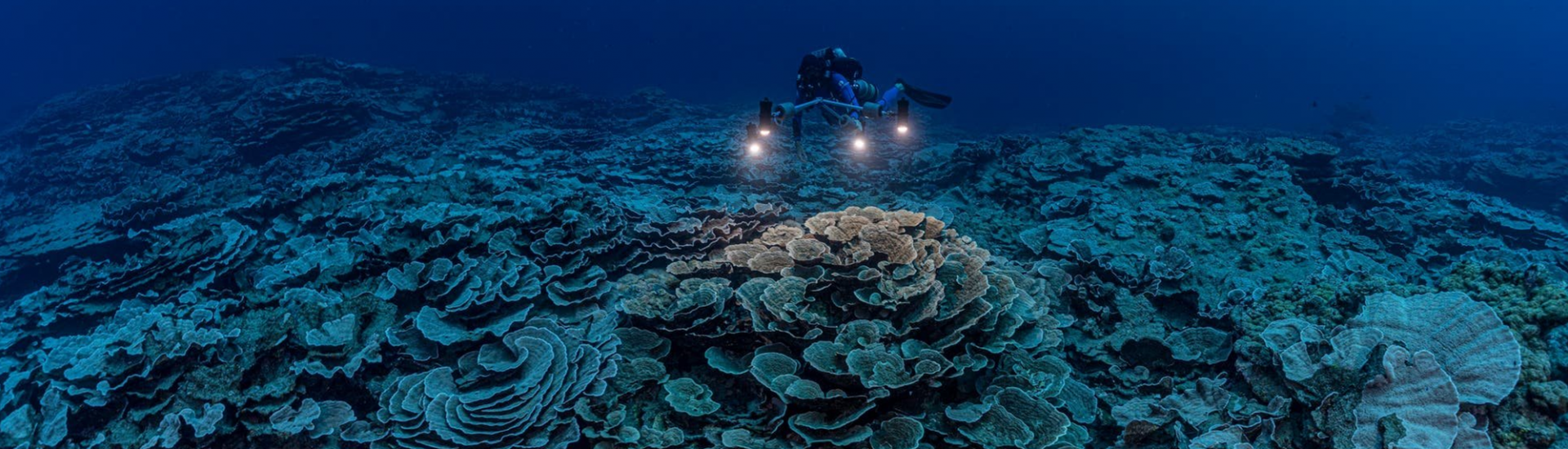 Een door Unesco gesteunde wetenschappelijke onderzoeksmissie heeft voor de kust van Tahiti een van de grootste koraalriffen ter wereld ontdekt. 