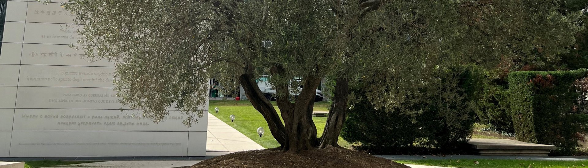 De olijfboom als vredessymbool. Geplant in de tuin van het Unesco Secretariaat in Parijs. (Foto: Marielies Schelhaas)