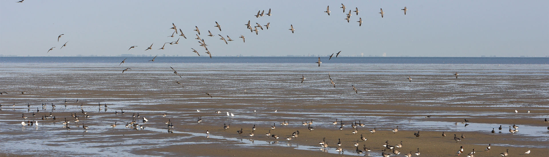 De Waddenzee