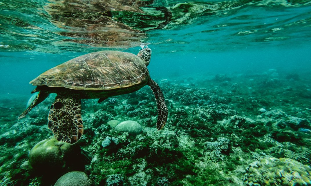 Een schildpad zwemt bij het Great Barrier Reef voor de kust van Australië.