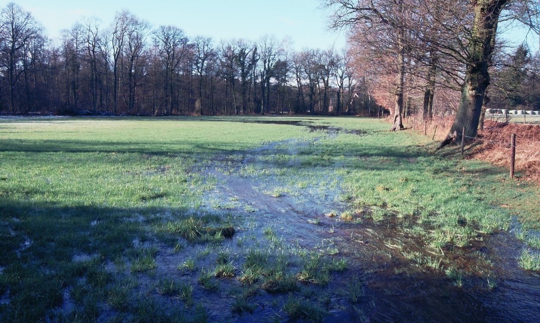 Graslandbevloeiing in de buurt van Haaksbergen.