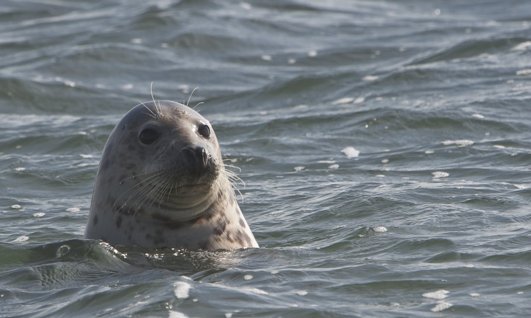 Een zeehond in de Waddenzee.
