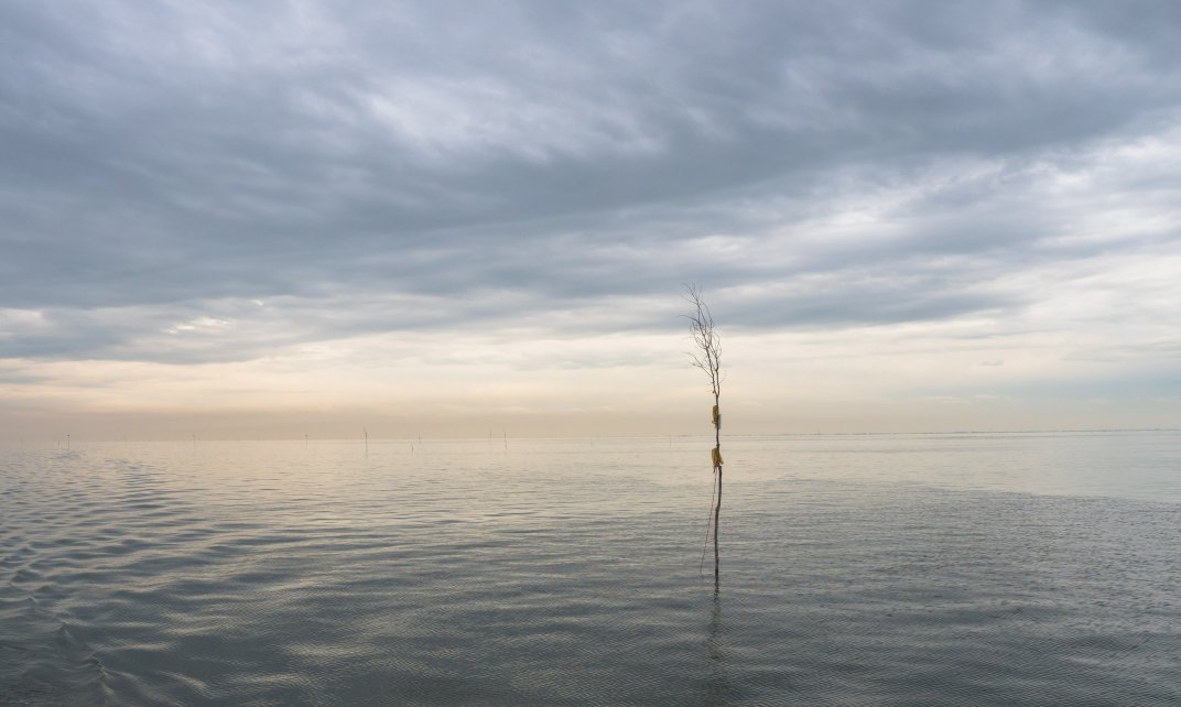 Een boom in de Waddenzee. (Foto: CC/Flickr.com Jan Ubels)