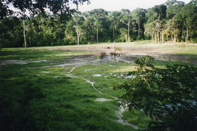 238a Dzanga-Sangha National Park Bayanga Central African Republic 1995. Dzanga Bai.. (Foto: CC/Flickr.com | DAVID HOLT)