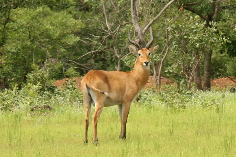 antilope cob. (Foto: CC/Flickr.com | tercita)