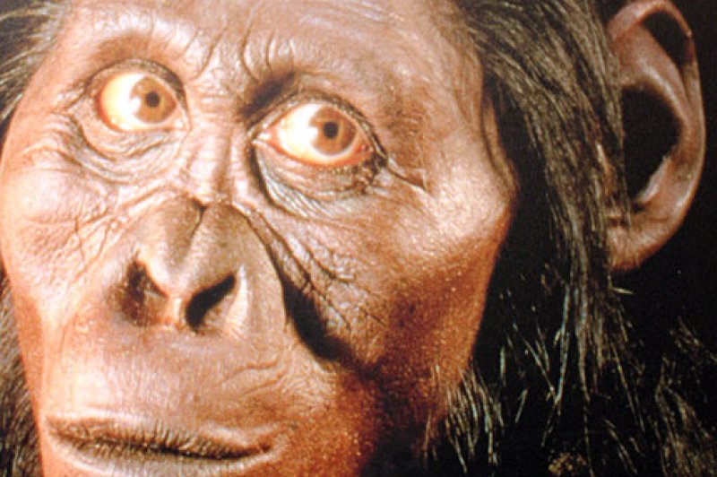 Australopithecus africanus, Sterkfontein Caves exhibition. (Foto: CC/Flickr.com | flowcomm)