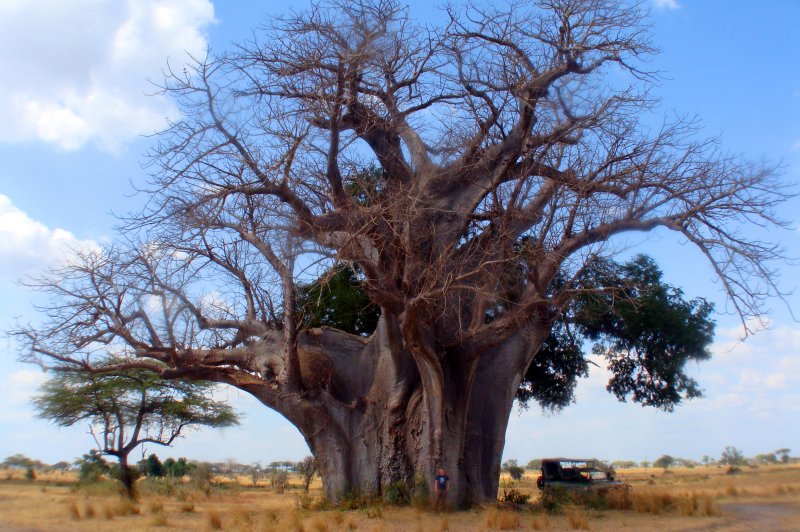 baobab. (Foto: CC/Flickr.com | Philipp)