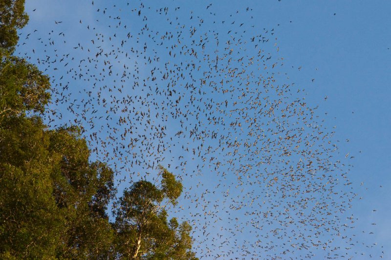 Bat exodus at Mulu caves. (Foto: CC/Flickr.com | Erwin Bolwidt)