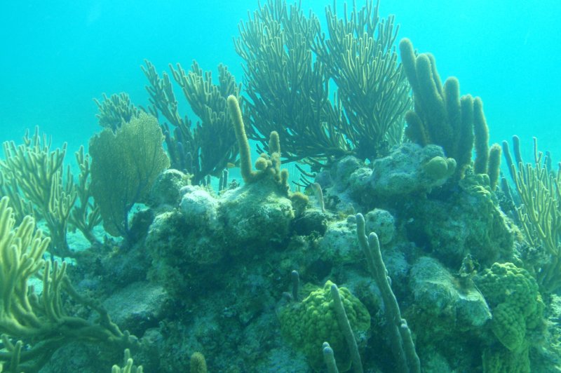 Beautiful Coral. (Foto: CC/Flickr.com | Heath Alseike)