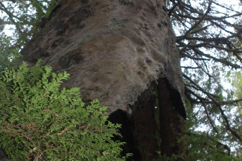 Berry Glen Trail in Redwood National Park. (Foto: CC/Flickr.com | Redwood Coast)