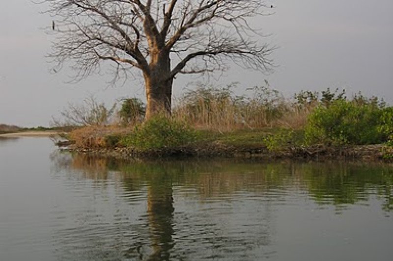 Birds On Baobab Tree On Saloum River - Saloum, Senegal. (Foto: CC/Flickr.com | ...your local connection)