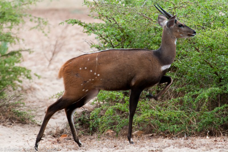 Bushbuck - Selous game reserve - Tanzania. (Foto: CC/Flickr.com | Frederic SALEIN)