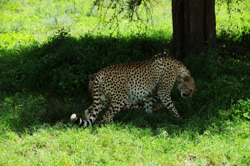 Cheetahs in Serengeti. (Foto: CC/Flickr.com | Ben & Gab)