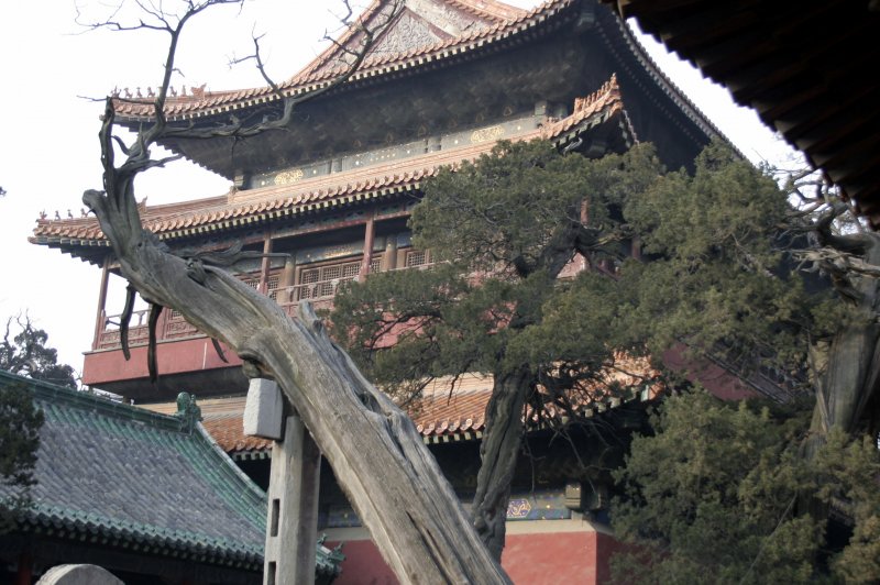 Confucius Temple Tree and Hall. (Foto: CC/Flickr.com | Preston Rhea)