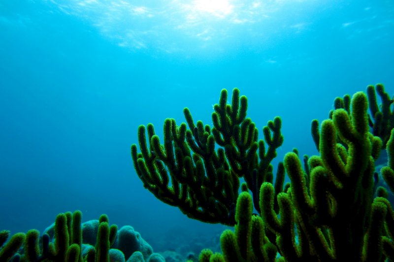 Coral. (Foto: CC/Flickr.com | Romain Bochet)