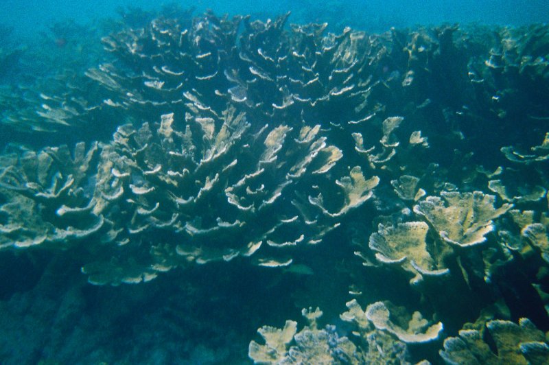 Coral. (Foto: CC/Flickr.com | Rebecca Wilson)