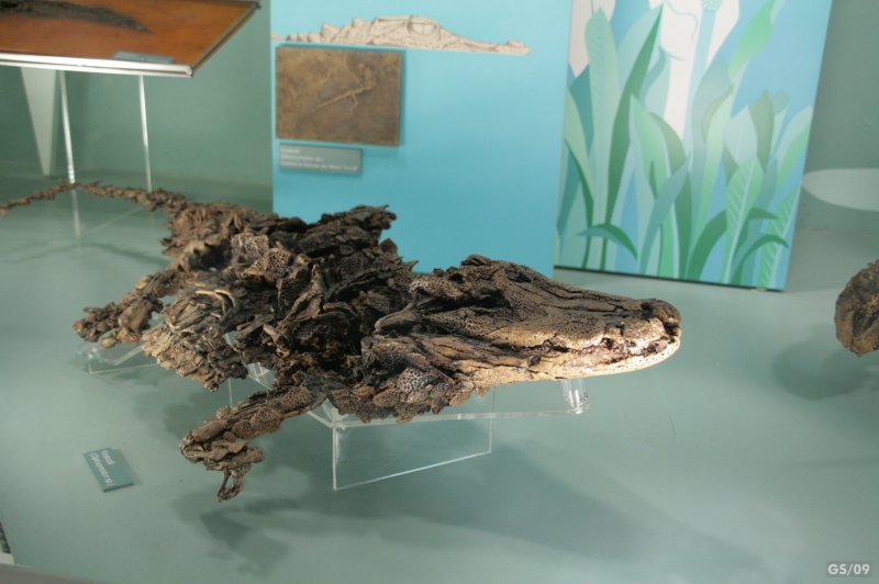 Crocodile Found in Messel Pit Fossil Site Krokodil aus der Grube Messel. (Foto: CC/Flickr.com | Georg Sander)