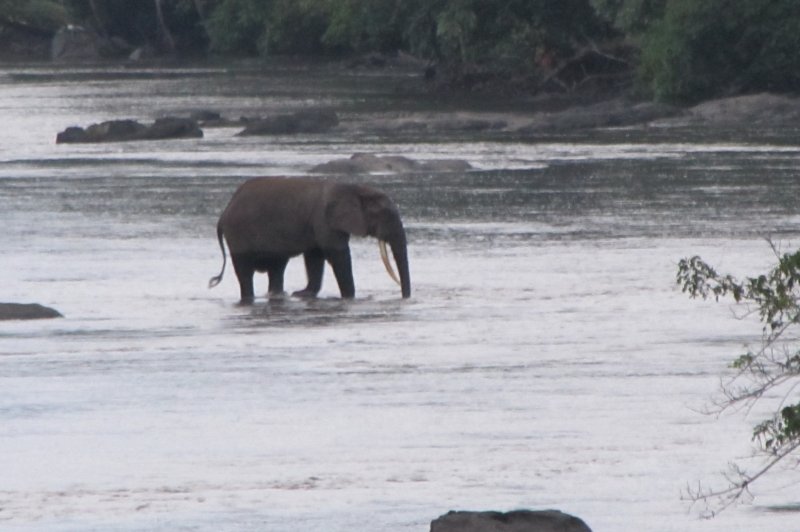 Crossing the Epulu River in the Okapi Reserve. (Foto: CC/Flickr.com | Terese Hart)