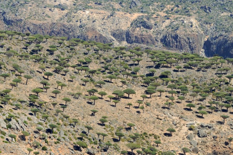 Diksum plateau, Socotra. (Foto: CC/Flickr.com | Stefan Geens)