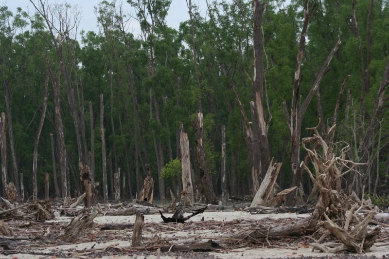 Dying mangroves. (Foto: CC/Flickr.com | Frances Voon)