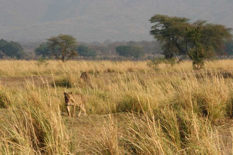 Female Lion, Mana Pools National Park, Zimbabwe, 2007. (Foto: CC/Flickr.com | Terry Feuerborn)