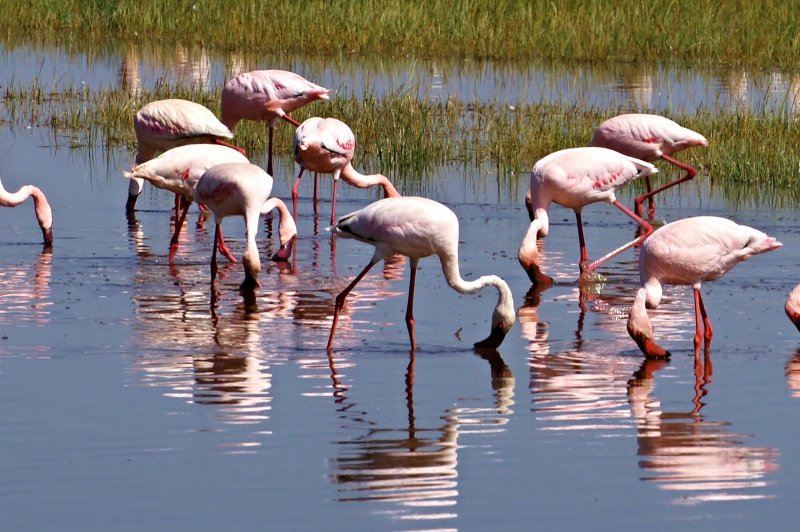 Flamingos feeding at Lake Nakuru. (Foto: CC/Flickr.com | roger smith)