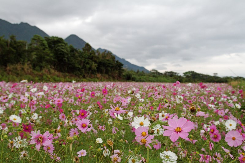 Flowers in Yakushima. (Foto: CC/Flickr.com | Kimon Berlin)