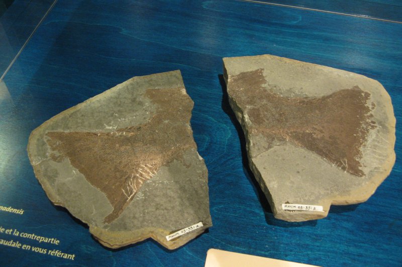 Fossils in Miguasha. (Foto: CC/Flickr.com | Susan van Gelder)