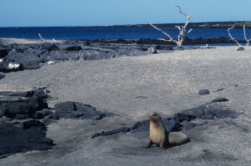 Galapagos sea lion alone on the beach. (Foto: CC/Flickr.com | Derek Keats)