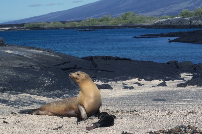 Galapagos sea lion mother with pup - scene shot. (Foto: CC/Flickr.com | Derek Keats)