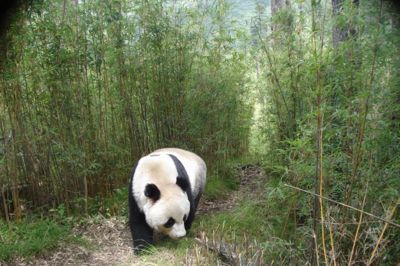 Giant Panda. (Foto: CC/Flickr.com | eMammal)