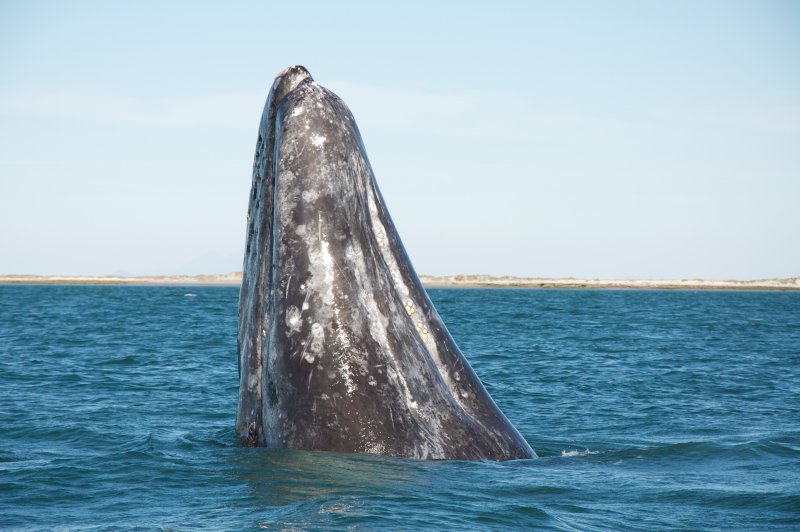 Gray whale spyhopping 6. (Foto: CC/Flickr.com | Sam Beebe)