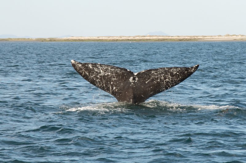 Gray whale tail. (Foto: CC/Flickr.com | Sam Beebe)