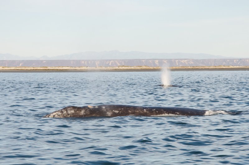 Gray whales. (Foto: CC/Flickr.com | Sam Beebe)