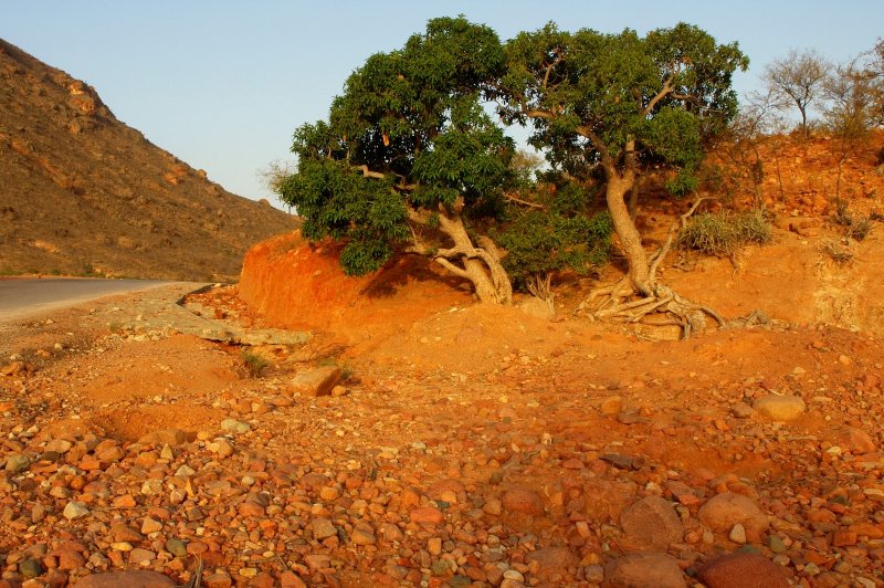 Green Means Life Socotra Island, Yemen. (Foto: CC/Flickr.com | Martin Sojka)