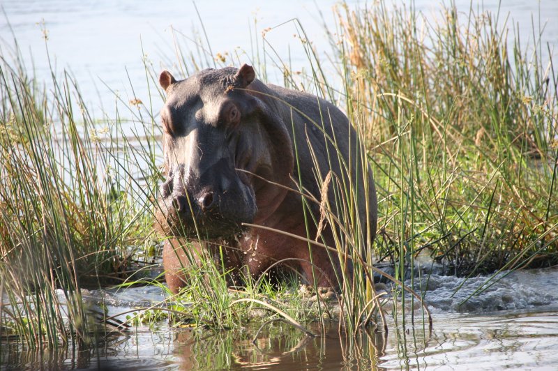 Hippo, Zambezi River, Mana Pools National Park, Zimbabwe, 2007. (Foto: CC/Flickr.com | Terry Feuerborn)