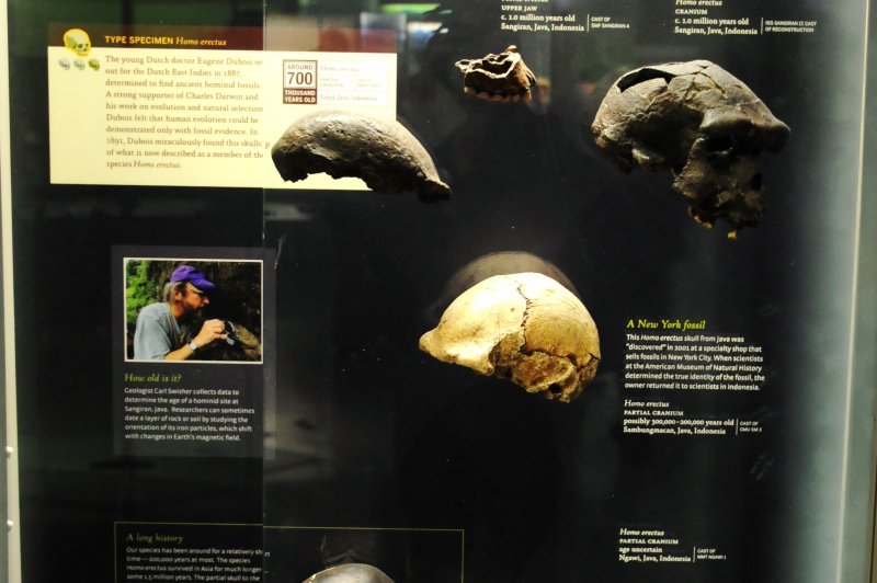 Homo erectus in Java. (Foto: CC/Flickr.com | Vince Smith)