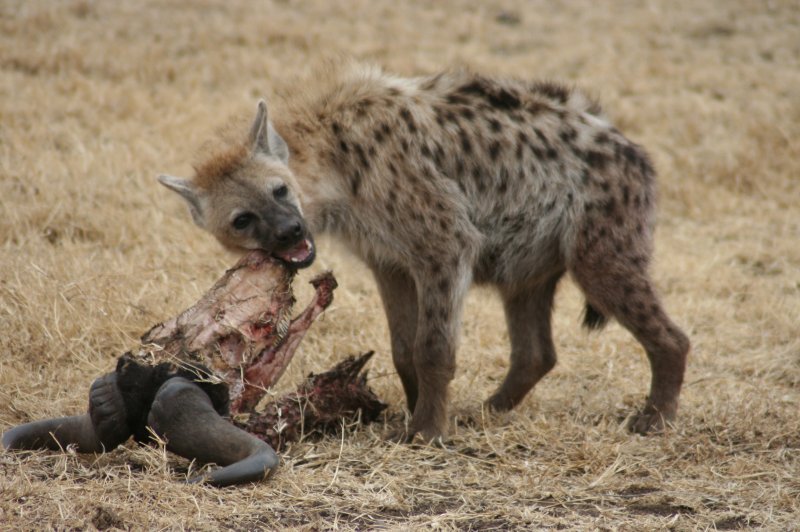 Hyena Serengeti. (Foto: CC/Flickr.com | Guido Appenzeller)