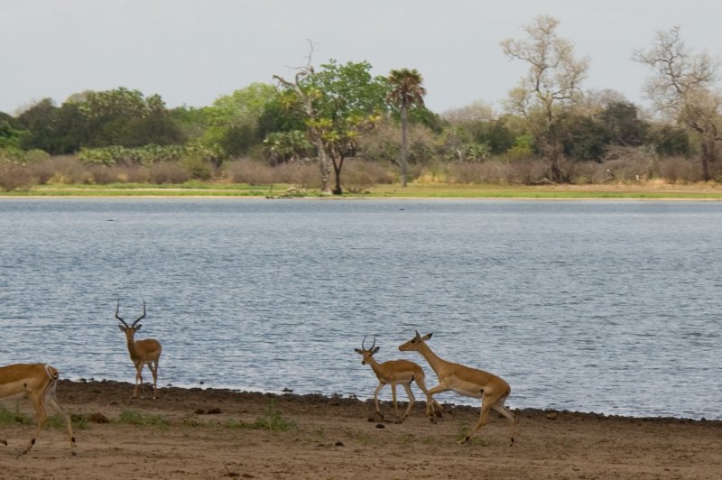 Impalas - Selous Game Reserve, Tanzania. (Foto: CC/Flickr.com | David d'O / Schaapmans)