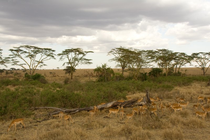 Impalas - Serengeti National Park, Tanzania. (Foto: CC/Flickr.com | David d'O / Schaapmans)