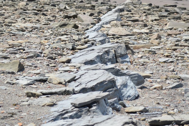 Joggins Fossil Cliffs. (Foto: CC/Flickr.com | Stephen Downes)