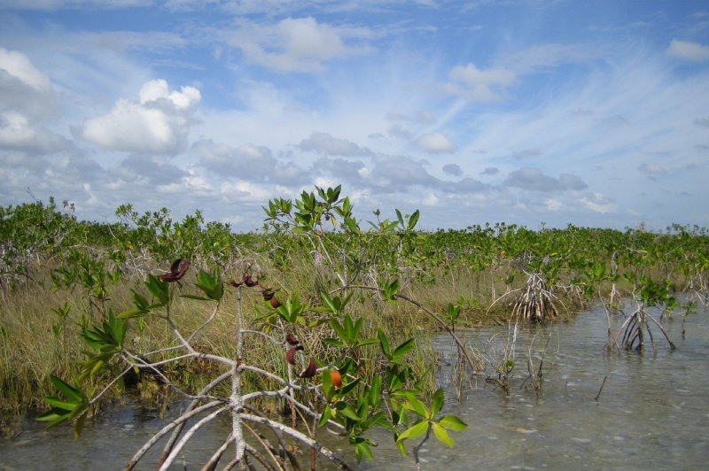 Mangroves at Sian Ka'an. (Foto: CC/Flickr.com | Sally Taylor)