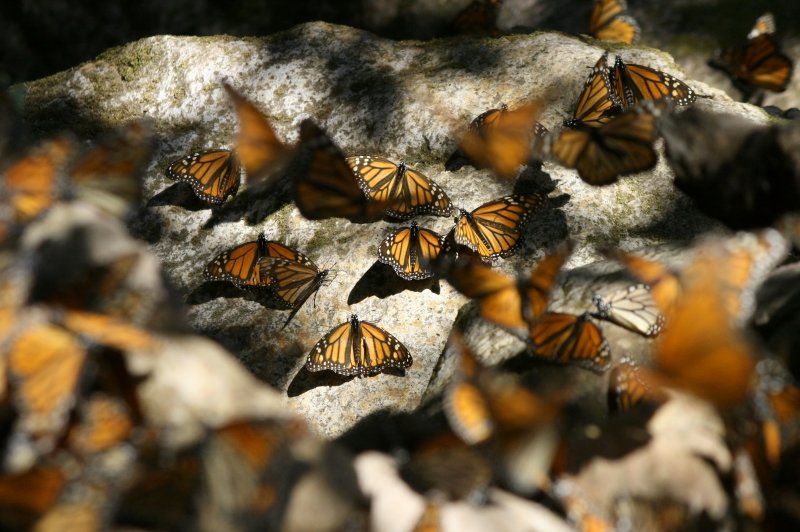 Monarchs resting on rocks. (Foto: CC/Flickr.com | pendens proditor)