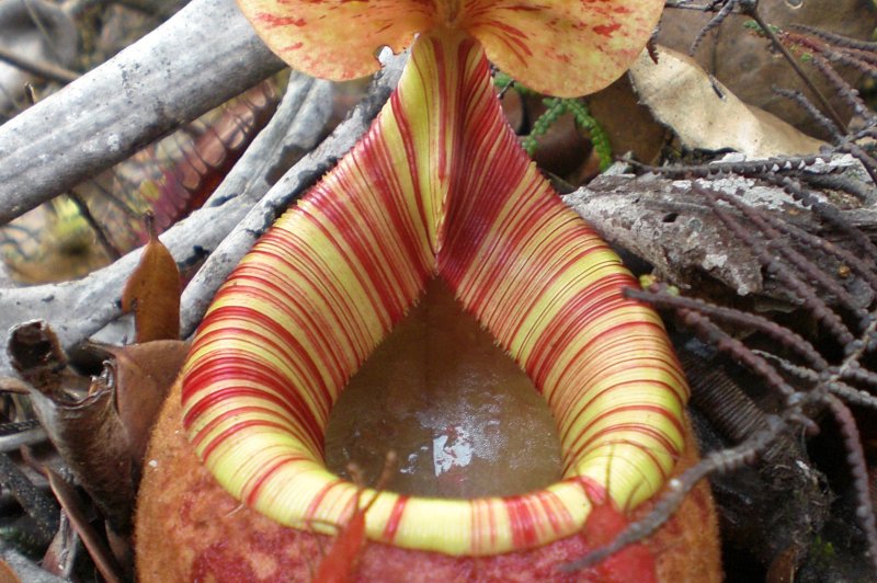 Nepenthes peltata. (Foto: CC/Flickr.com | kleo_marlo)