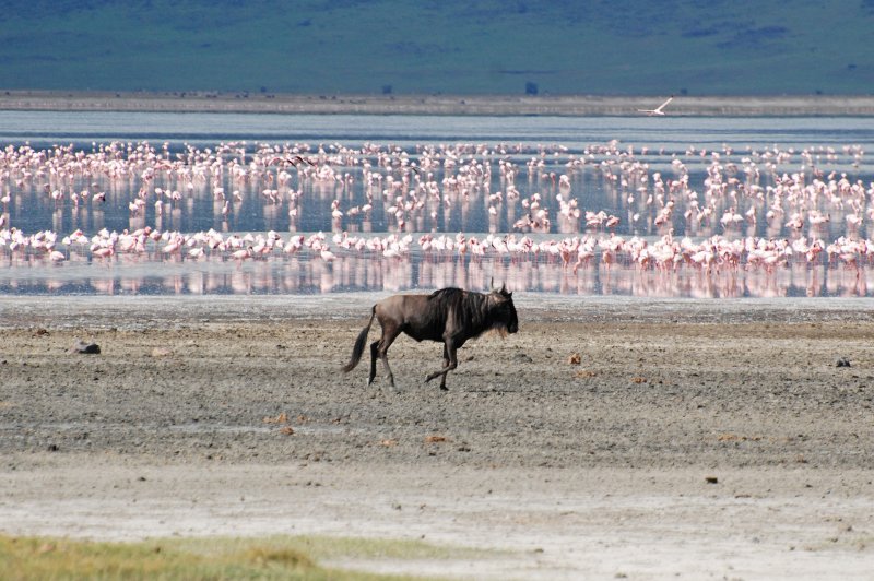 Ngorongoro_2012 05 30_2464. (Foto: CC/Flickr.com | Harvey Barrison)