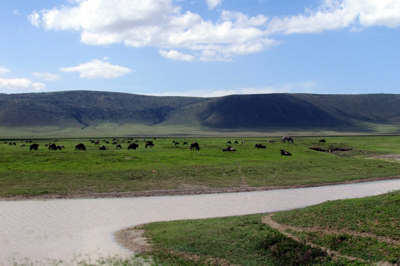 Ngorongoro Crater Safari - Ngorongoro Conservation Area - Tanzania, Africa. (Foto: CC/Flickr.com | David Berkowitz)