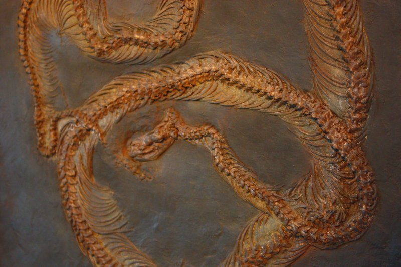 Palaeopython. (Foto: CC/Flickr.com | boris doesborg)